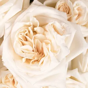 Creamy White Blush Garden Rose