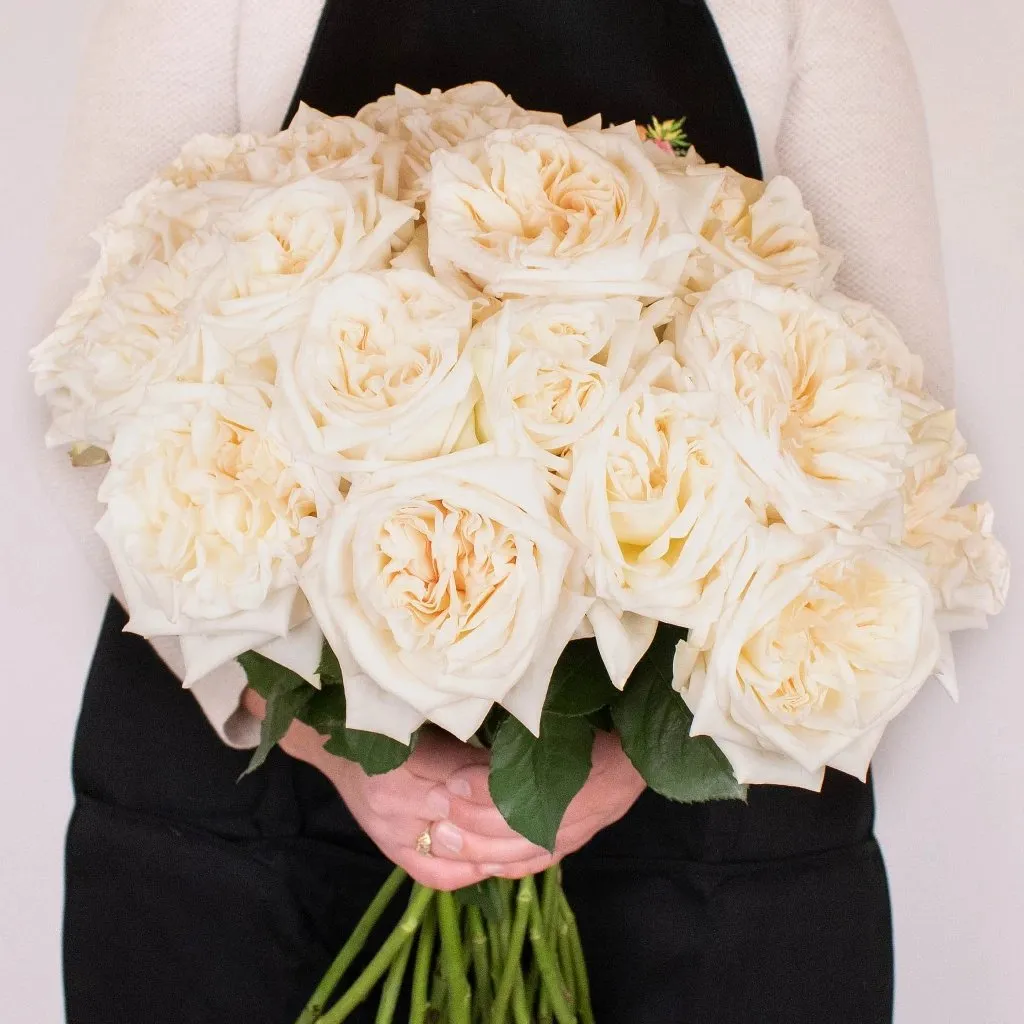 Creamy White Blush Garden Rose