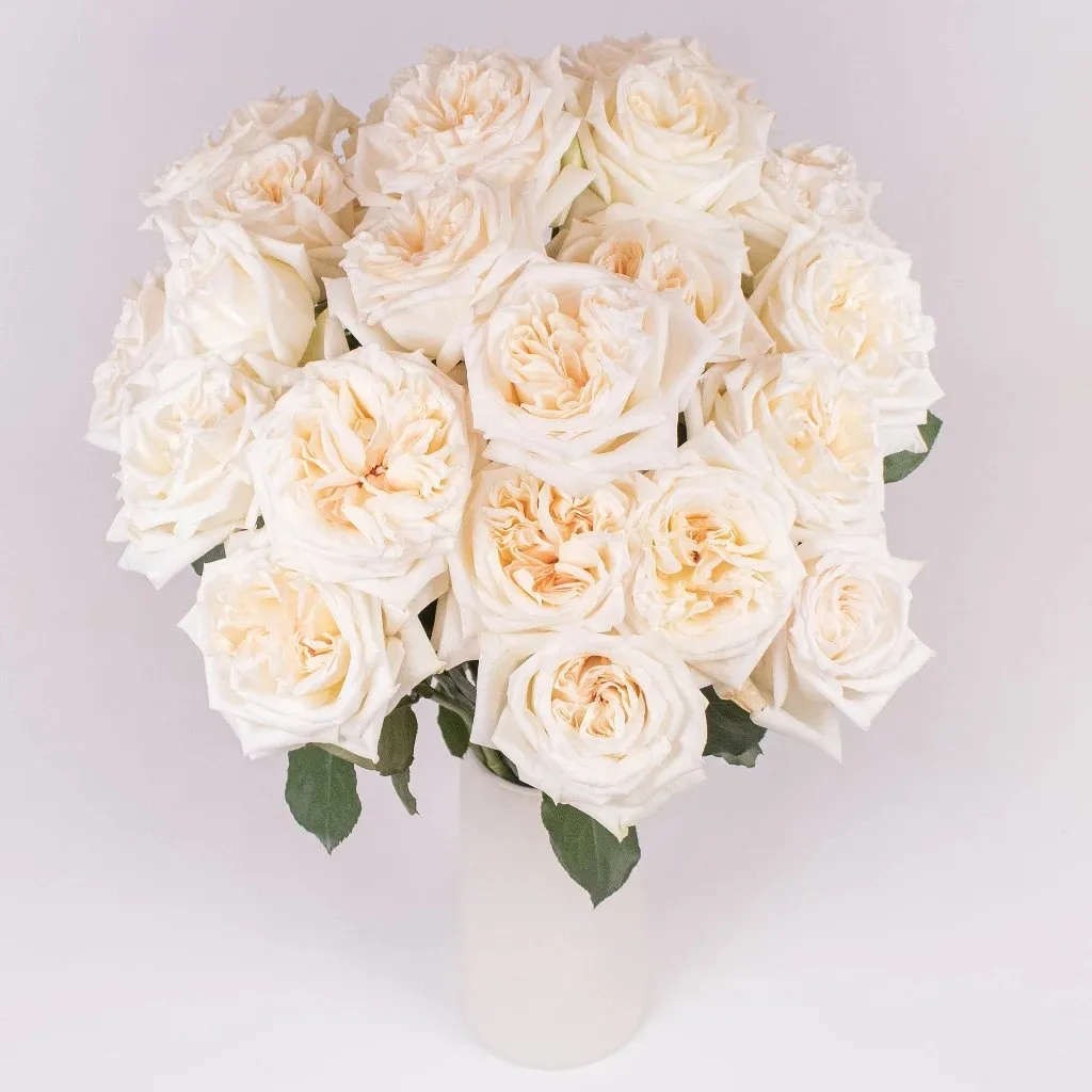 Creamy White Blush Garden Rose