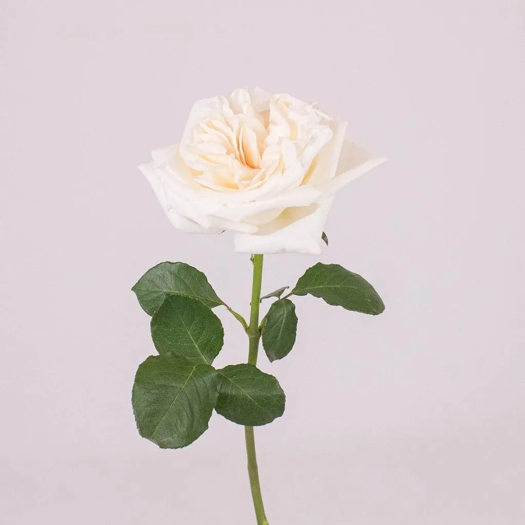 Creamy White Blush Garden Rose