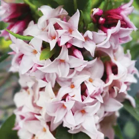 Daphne odora 'Perfume Princess' (PBR)